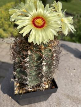 Astrophytum capricorne nudum